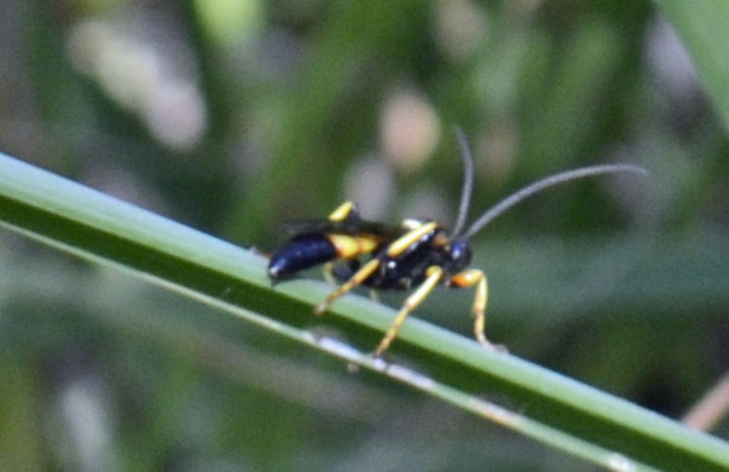 Ichneumonidae